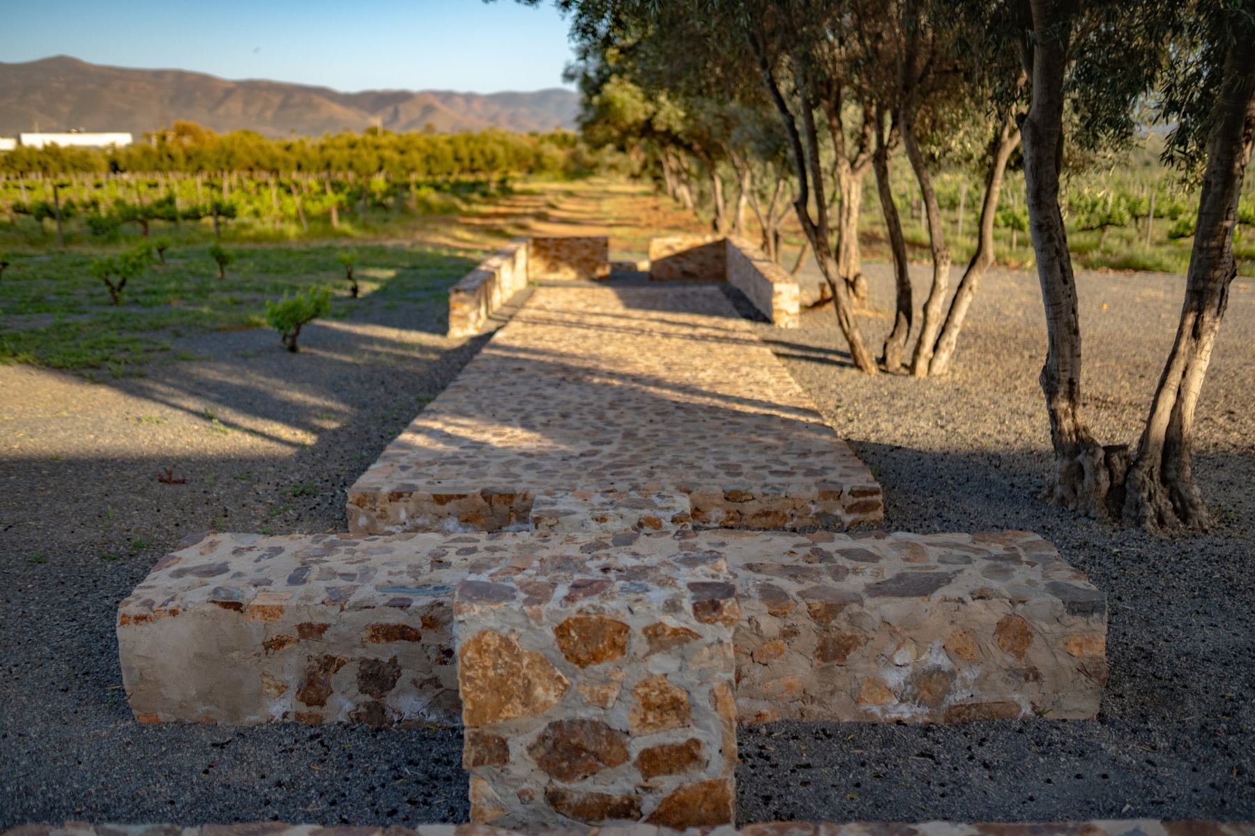 Sendero de piedra bajo los olivos hacia el viñedo y las montañas